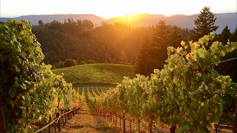 At Signal Ridge Vineyard, Roger Scommegna Is Living His Dream