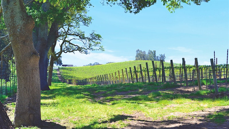 At Emeritus, a Chardonnay Legend Started a Next-Generation Pinot Noir Star