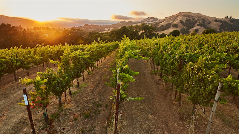 Domaine Anderson’s Pinot Noir Star Shines in Anderson Valley