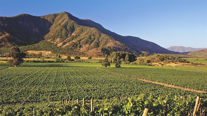 Chile Is a Bright Spot in U.S. Market