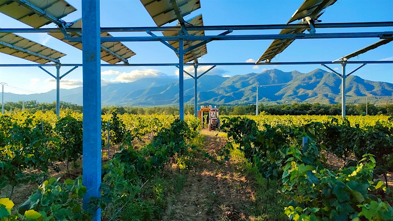 Solar Panels as Vineyard Aid