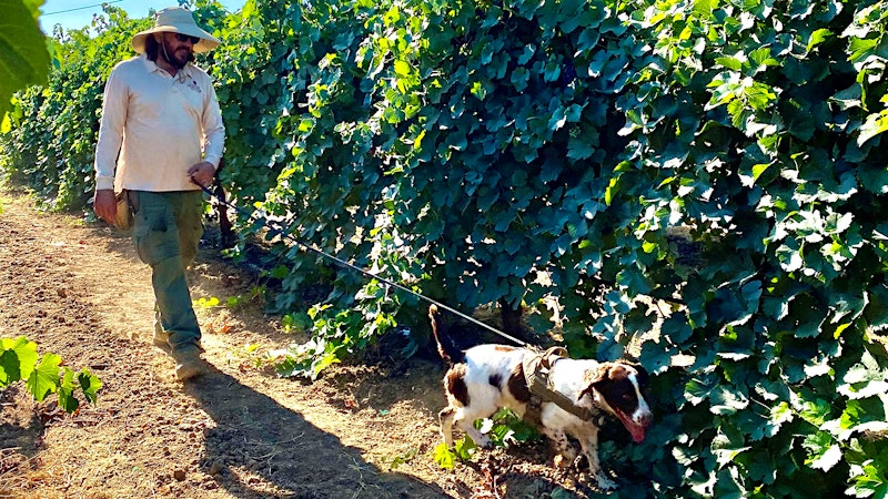 Combating Vineyard Pests Goes to the Dogs
