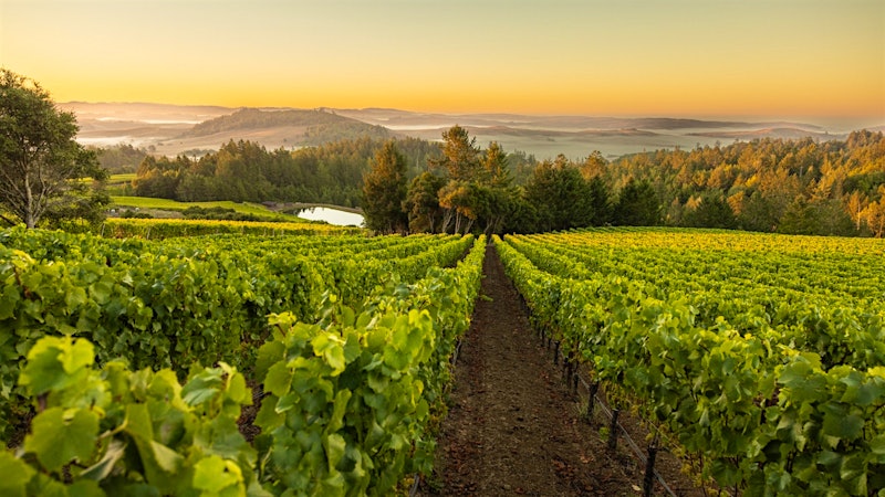 Platt Vineyard Steps into the Sonoma Coast Spotlight