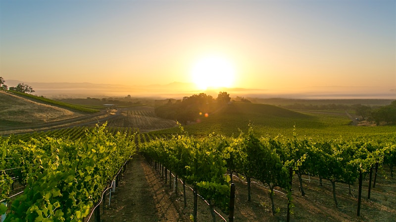 At Rochioli Vineyards, There's Room for Sentimentality in Pinot Noir