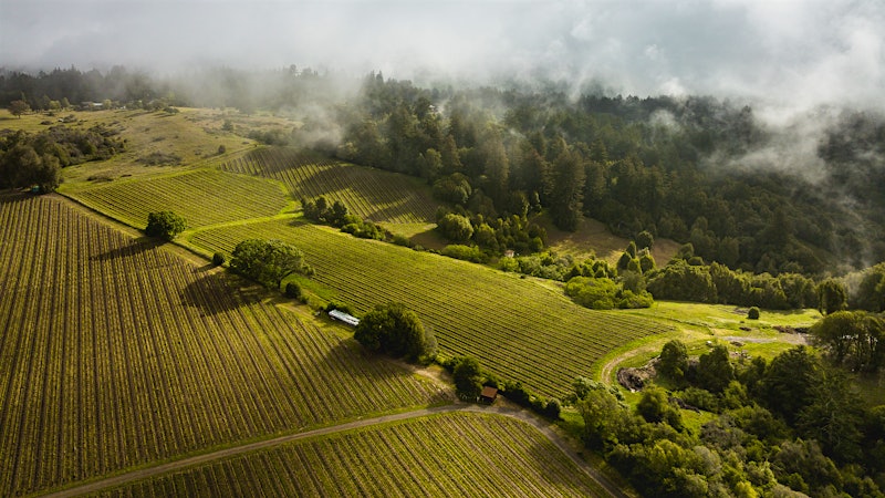 Making Senses: A Trio of Sonoma Coast Natives Teams with Thomas Rivers Brown