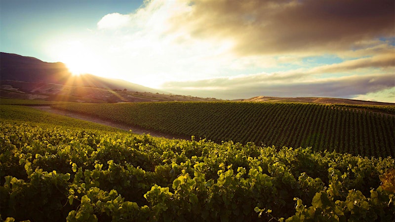 8 Refreshing West Coast White and Rosé Values for Labor Day Up to 91 Points