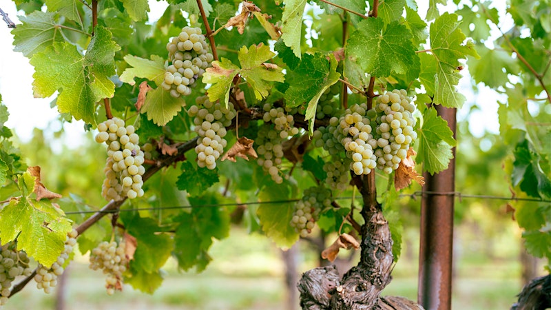 8 Expressive Napa Valley Sauvignon Blancs Up to 93 Points