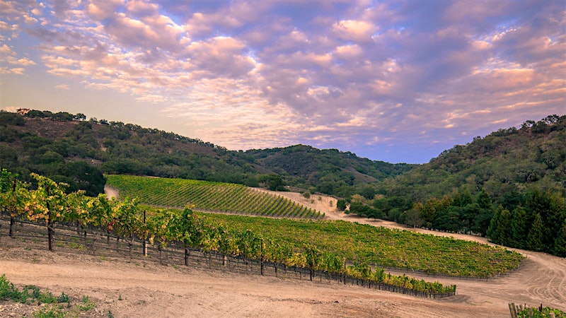 7 Wonderful California Pinot Noirs Up to 91 Points