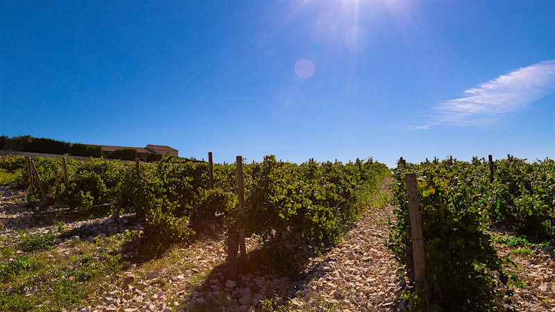 8 Tasty Southern Rhône Reds, Whites and Rosés Up to 92 Points