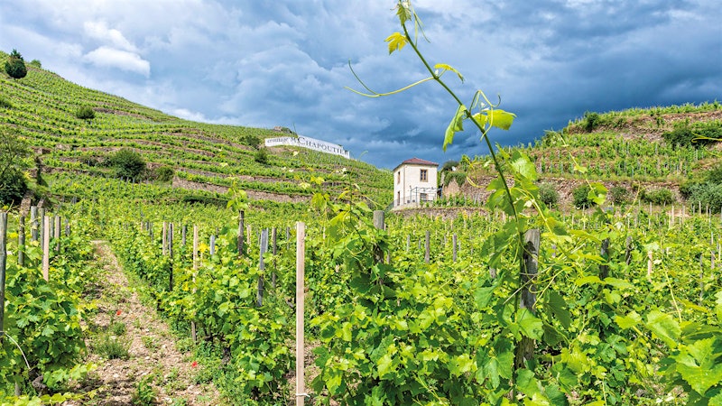 11 Stunning Crozes-Hermitage Reds and Whites Up to 92 Points