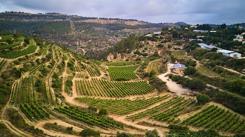 12 Excellent Israeli Red and White Wines Up to 92 Points