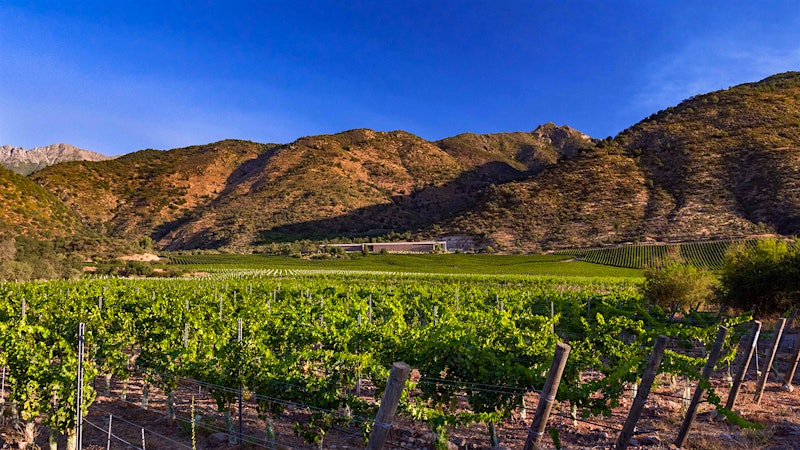 8 Exuberant Chilean Reds Up to 93 Points