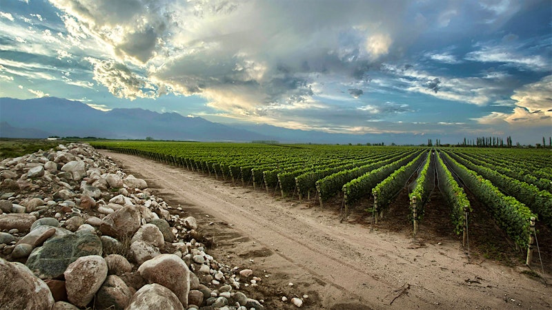 8 Exciting Argentine Reds Up to 92 Points
