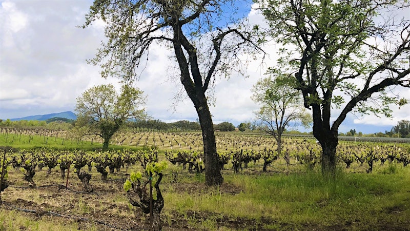 Old-Vine Zinfandel, Williams Selyem Style