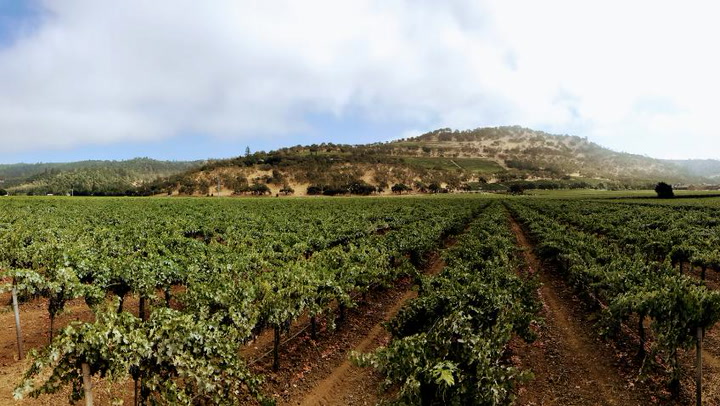 In the Vineyard at Heitz Cellar: Keeping Grapes Healthy
