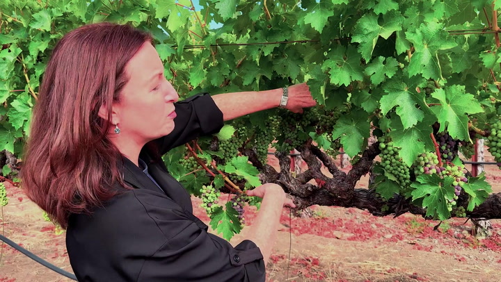 In the Vineyard: Veraison at Freemark Abbey