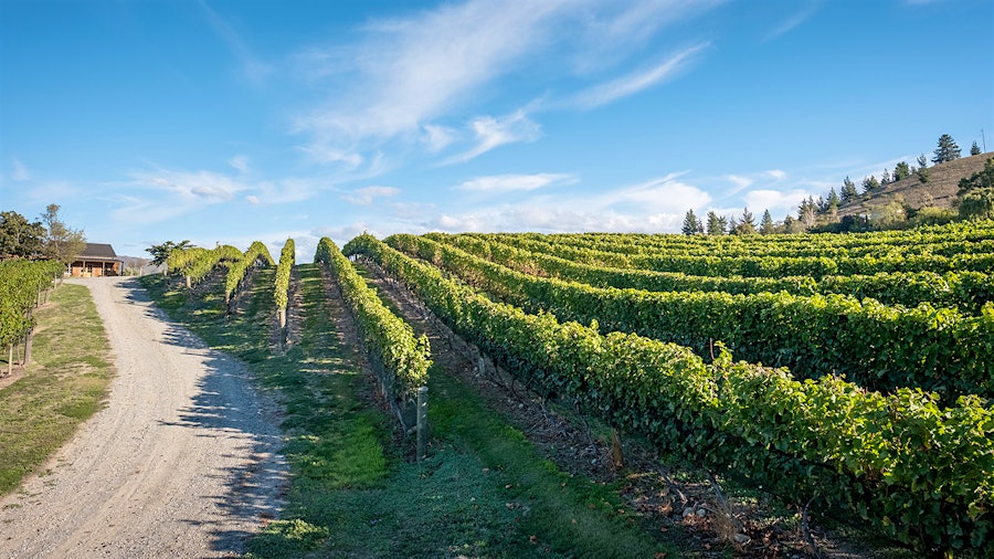 Sunny vineyard landscape